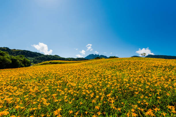 istock the beautiful daylily flower in the Hillside 1312927367
