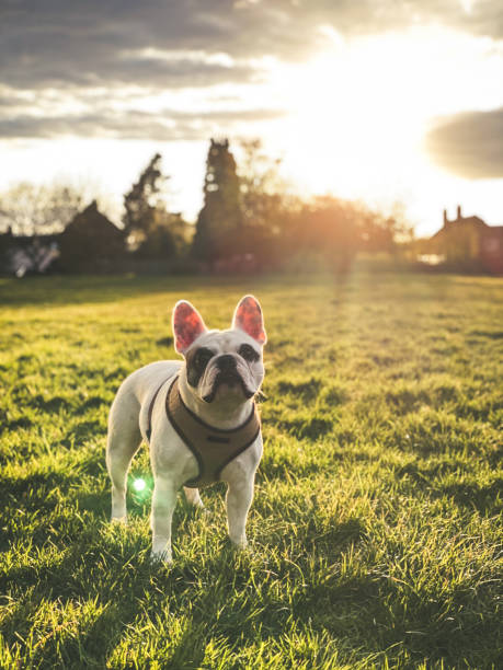 istock French Bulldog on grassy field at sunset 1312927915