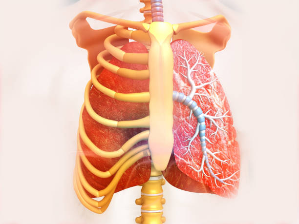 pulmones humanos en costilla - escapula fotografías e imágenes de stock