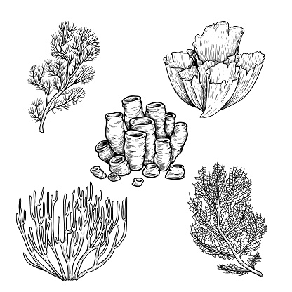 Hand drawn sketch style corals set. Black line engraved style. Vintage looking underwater icons. Vector illustrations isolated on white background.