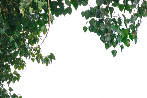 istock group of pattern green pho leaves on branch. Isolated on white background with copy space for text 1312930135