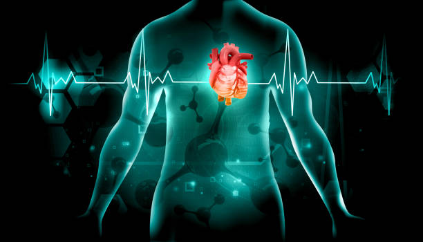istock Human kidney anatomy 1312931085
