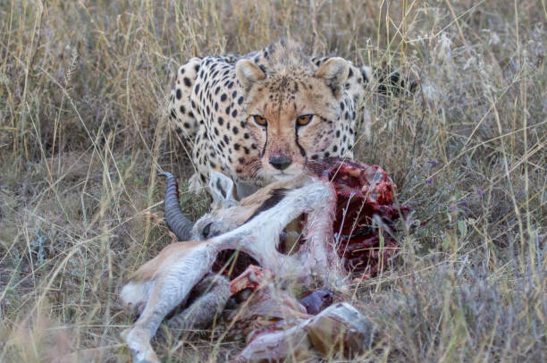 istock Cheetah in the Serengeti 1312932492