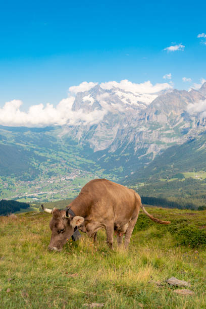 krowa w szwajcarskich górach z zielonymi łąkami i spojrzeniem w dół do doliny - wengen mountain peak eiger field zdjęcia i obrazy z banku zdjęć