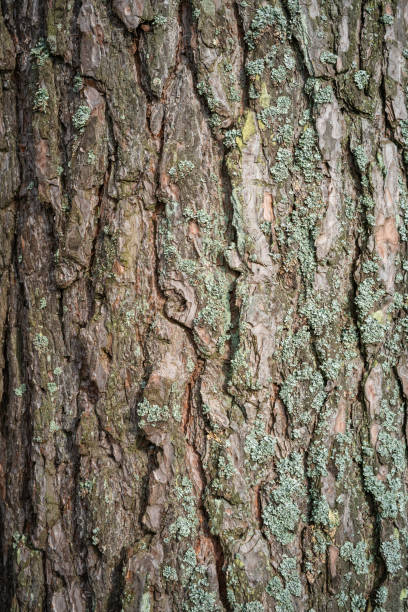 Close-up of a pine tree bark