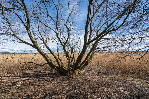 Large tree branch hanging over swampy and watery ground with lots of dead and still standing reeds and lakes Kisezers near Riga in far background