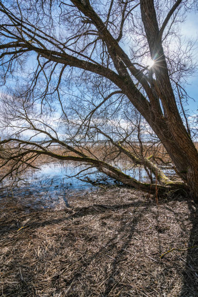 istock Large tree branch hanging over swampy ground 1312934571