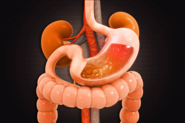 istock Human digestive system on scientific background. 3d illustration 1312934644