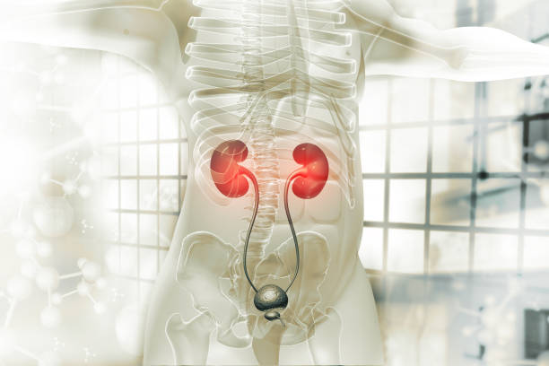 istock Human kidney on scientific background. 3d illustration 1312934658