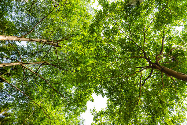 istock Lush green trees in the park 1312934663