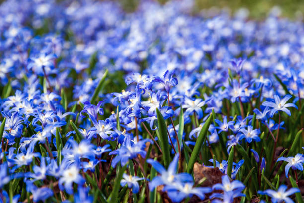 istock Glory-of-the-snow blue Squill flowers on spring meadow 1312935800