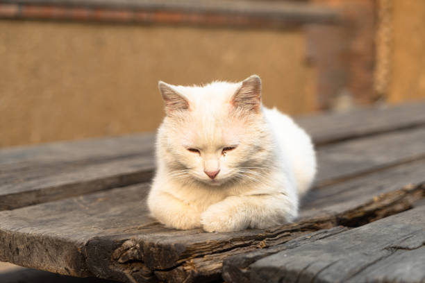 istock White cat lying in the sun on an old wooden table 1312935905