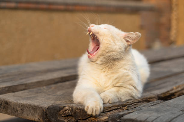 istock White cat lying in the sun on an old wooden table 1312935906