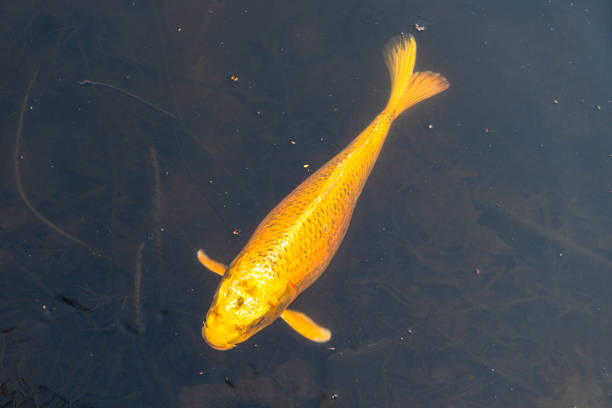 istock Yellow carp koi underwater under ice 1312935912