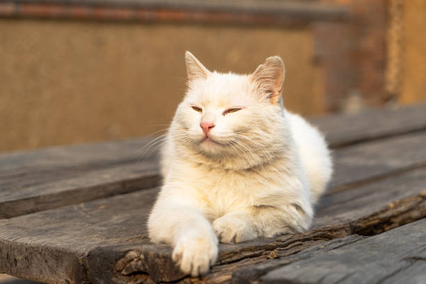 White cat lying in the sun on an old wooden table stock photo