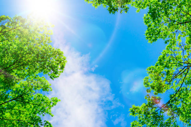 istock Blue Sky and Green Leaves with Sunlight. 1312936776