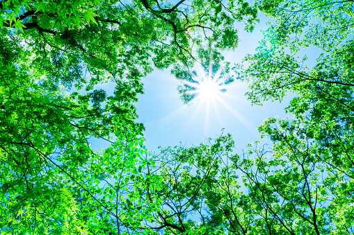 Blue Sky and Green Leaves with Sunlight.