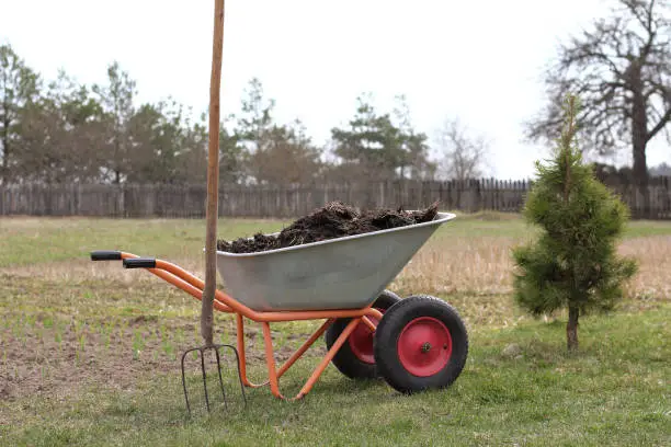 a large pile with rotted manure, village pitchforks and a garden wheelbarrow in the background in the field