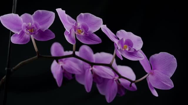 Close-up 4K Time Lapse of purple orchid on black background. Purple Orchid Flowers Against Black background with camera movement