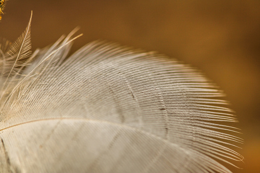 A curved white pigeon feather with a natural golden background shaped lines macro ￼close up