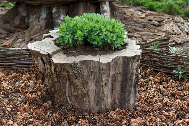 istock Decorative garden arrangement 1312937770
