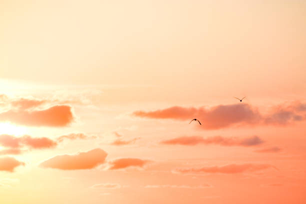 istock Sunrise and trees in the swamp 1312939119