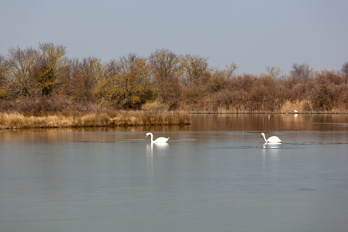 White swan floats on the water. bird isolated on black - Valladolid -España