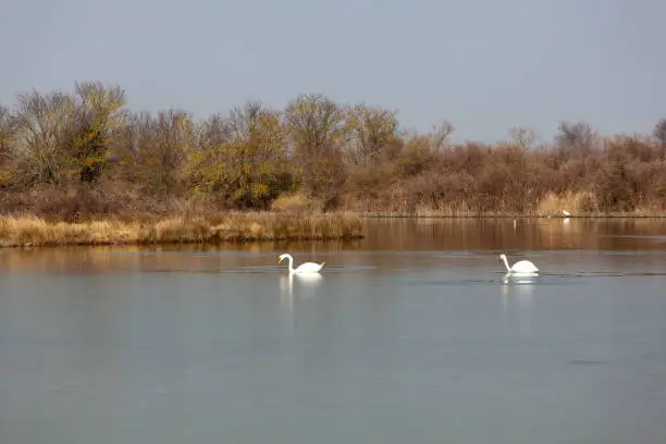 Photo of Swan in the Nature reserve of Valle canal Novo
