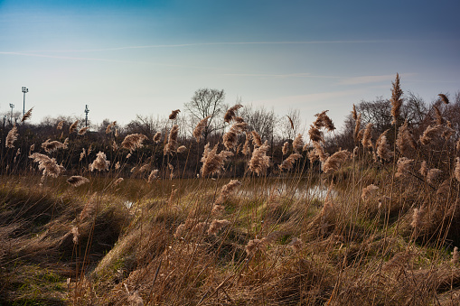 View of the Phragmites australis, known as common reed blowing in the wind