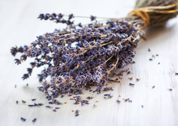 istock Bunch of lavender flowers 1312940022