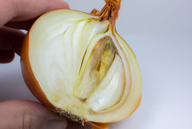 Spoiled, rotten onion. Disease, vegetable illness. Close up.