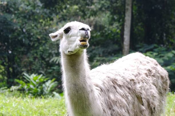 istock Wildlife found in Safari ride 1312940282