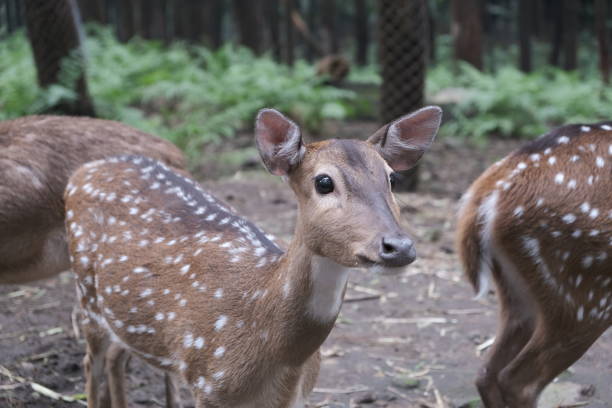istock Wildlife found in Safari ride 1312940955