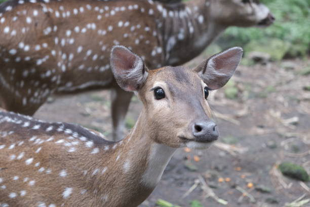 istock Wildlife found in Safari ride 1312941232