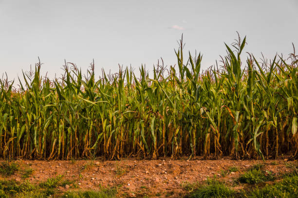 istock Corn field on a summer day at sunset. 1312941338
