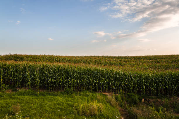 istock Blue summer sky over a corn green field. 1312941443