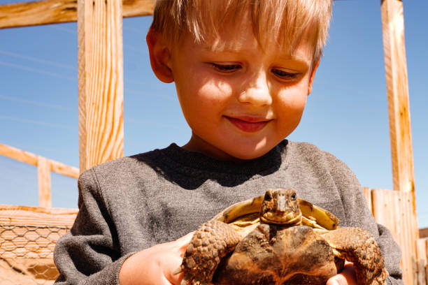 istock Little boy holding in hands a turtle. Summer sunny day. 1312941626