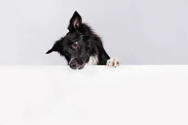 Curious border collie dog looking down with a white banner or a poster in front of him, isolated. Card template with portrait of a dog . Dog behind empty white board.