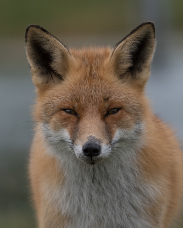 A close up of a beautiful red fox, photographed in the dunes of the Netherlands.