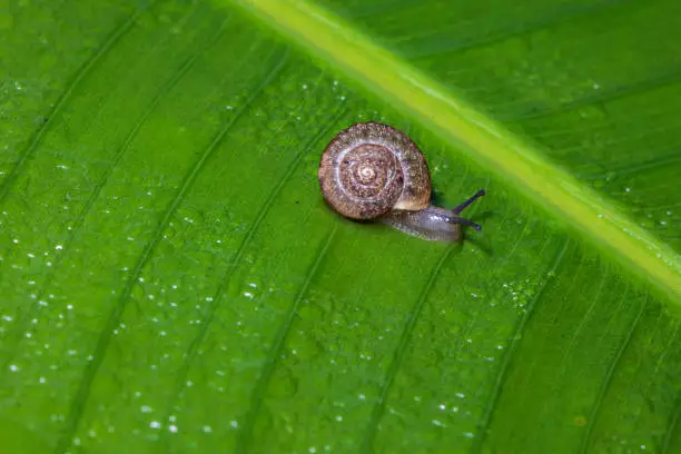 Photo of Small snail on green healthy leave