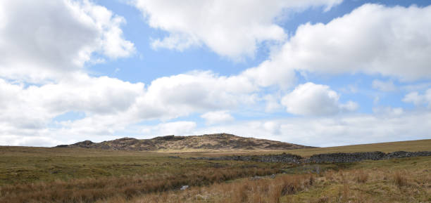Surviving tree next to stream on rugged Dartmoor