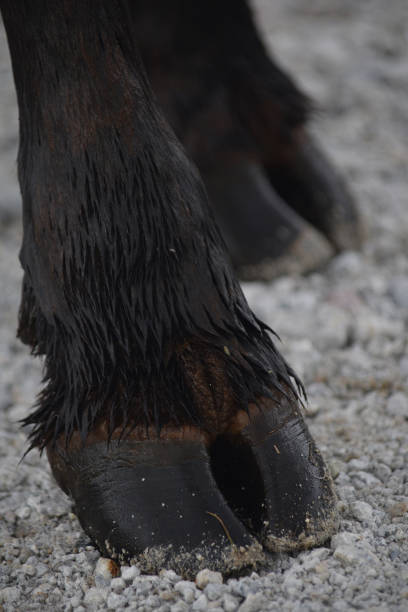 istock A close up of a cow's hoof 1312948712