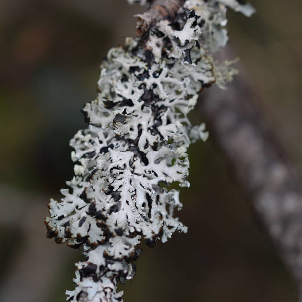 istock Lichen growing at Goss Moor Cornwall 1312948758