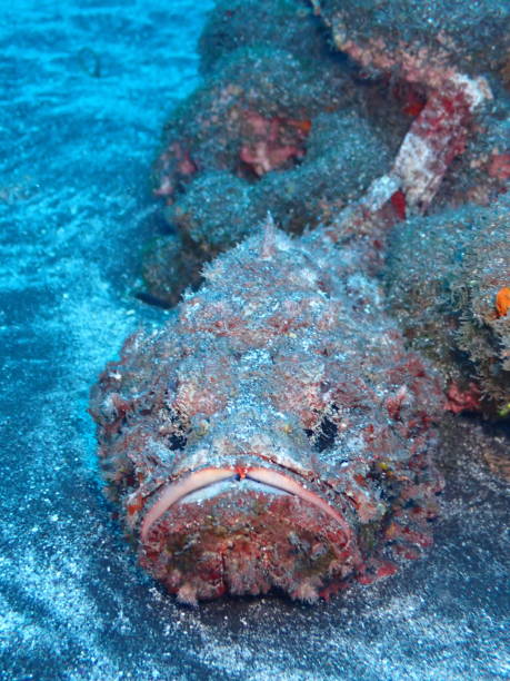 Stone fish on sand in Reunion island