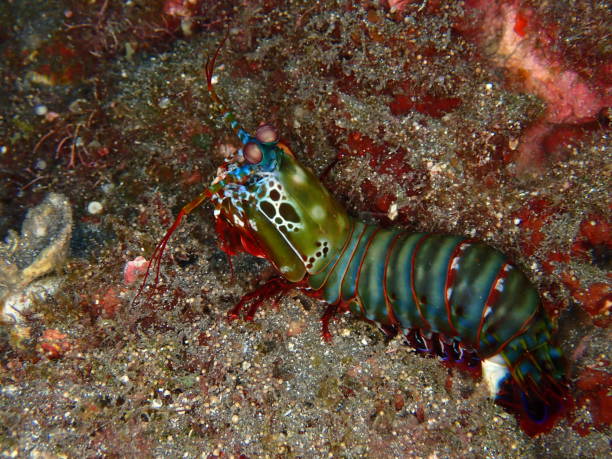 istock Colorful mantis shrimp in Reunion island 1312948810