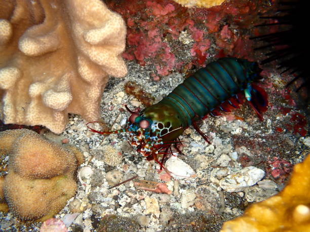 istock Colorful mantis shrimp in Reunion island 1312948816