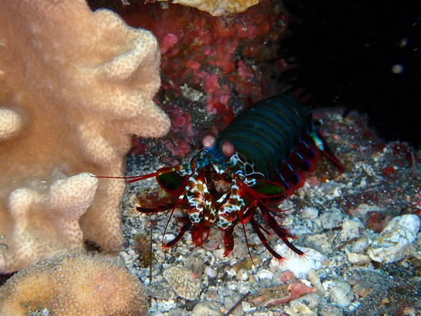 istock Colorful mantis shrimp in Reunion island 1312948824