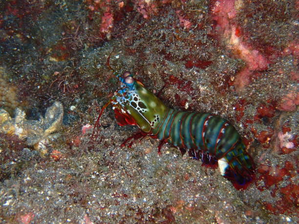 istock Colorful mantis shrimp in Reunion island 1312948840