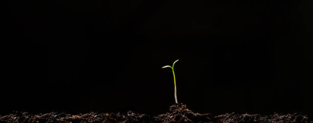 istock Group of green sprouts growing out from soil 1312948844
