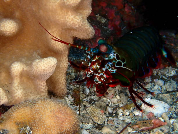 istock Colorful mantis shrimp in Reunion island 1312948881